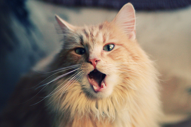 开云体育入口-个人英雄还是团队韧性？欧洲绿茵场的双重启示