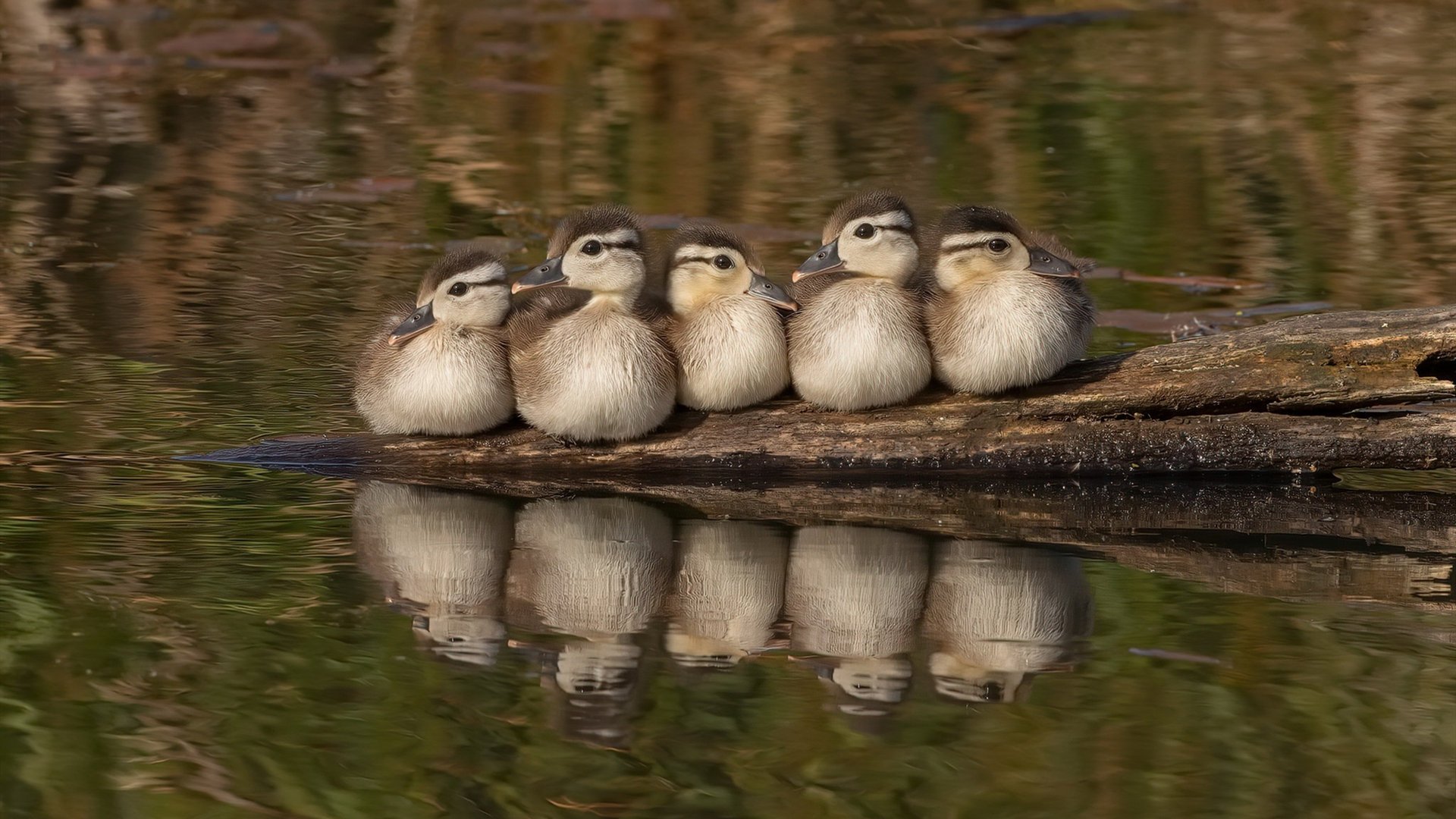 贝蒂斯血拼南非，奥斯梅恩末节接管比赛，足球世界的南南对话与超级巨星定律