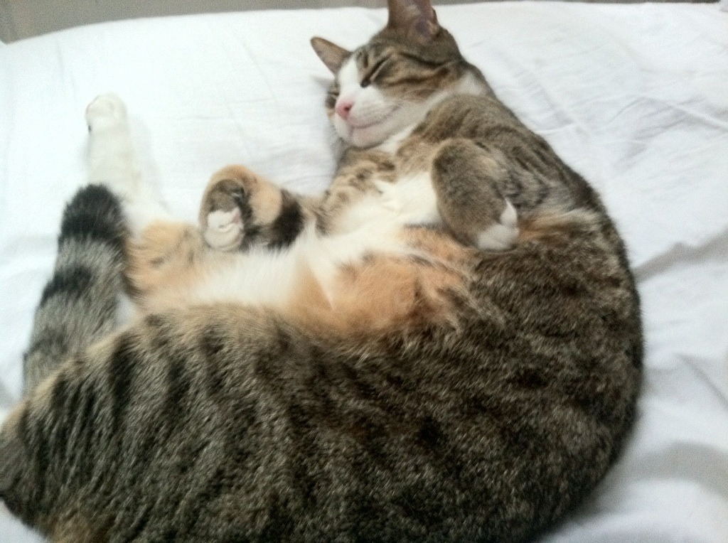 雄鹿踏平凯尔特人,西亚卡姆末节封神,成为密尔沃基新关键先生