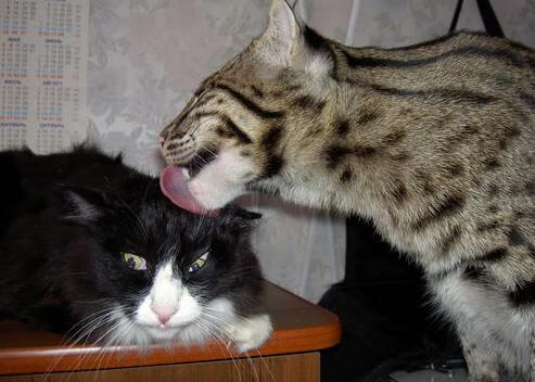 沙特爆冷卡塔尔，当沙漠绿鹰翱翔，福登化身关键先生点燃逆袭之火