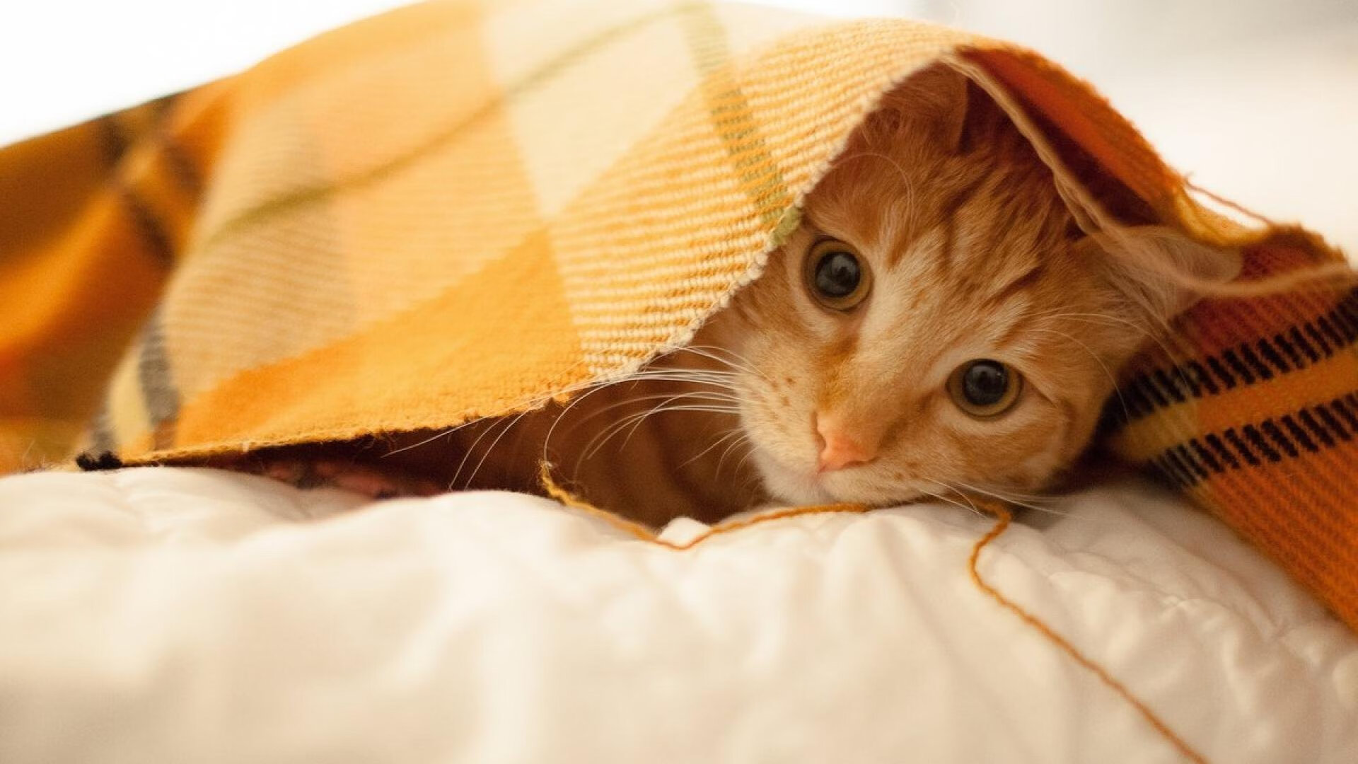 开云体育-金玟哉爆发难挽狂澜，伊朗决胜局点杀尼日利亚上演生死逆转