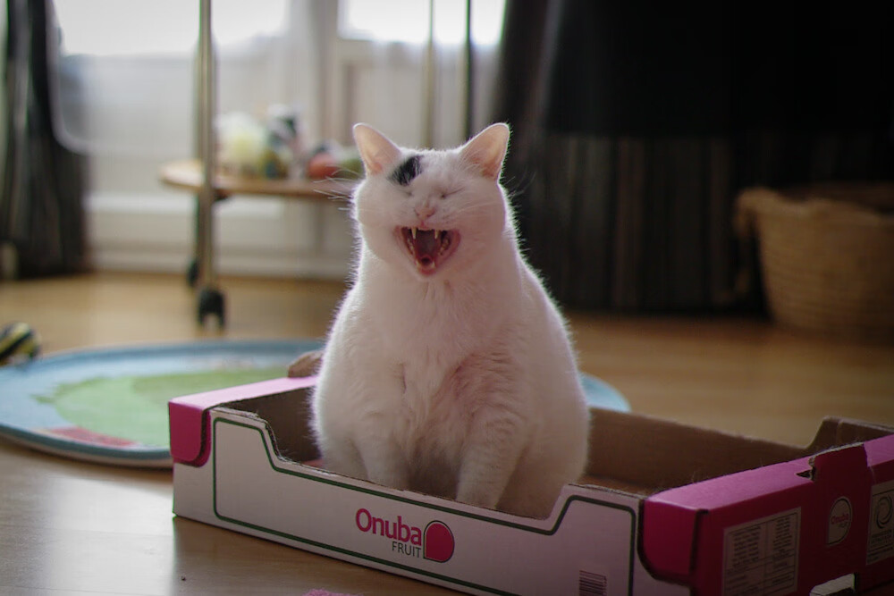 开云体育app-F1新赛季揭幕战之夜，拉亚的攻防转换核心，引领战术革命