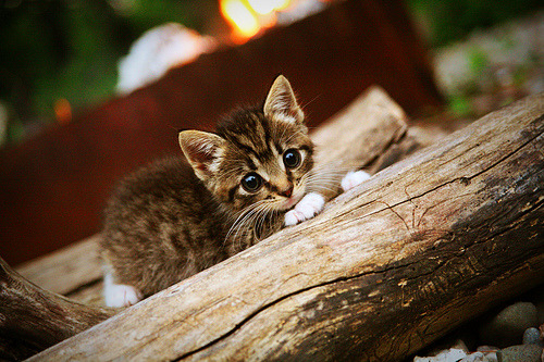 迪亚斯独中两元助波兰完胜乌克兰，欧洲杯首战告捷