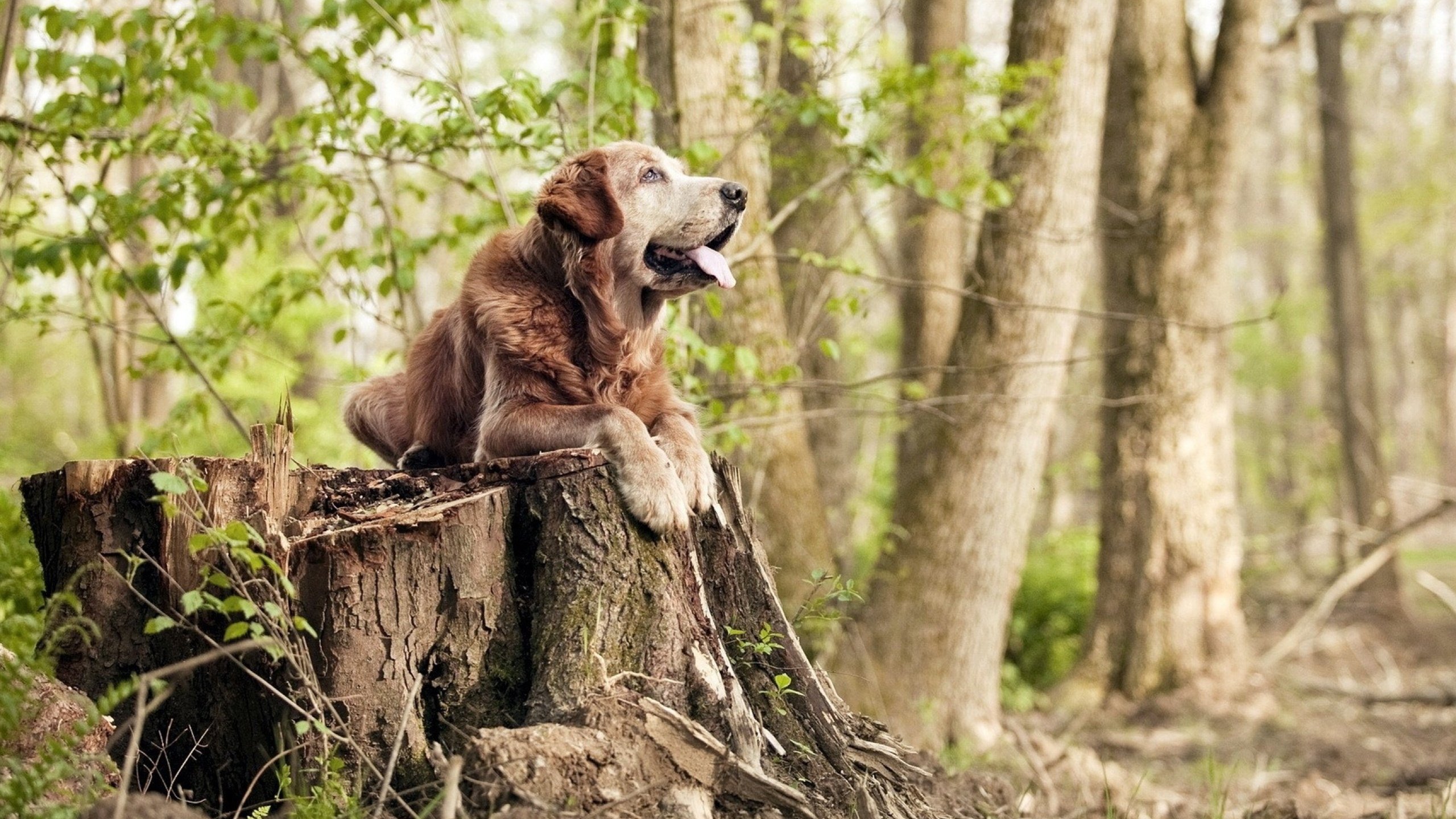开云体育入口-关于比利时乒乓球队完胜瑞典乒乓球队，张继科高光表现的信息