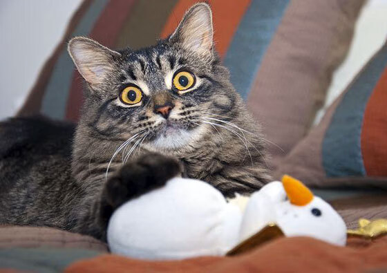 开云体育官网-中国羽毛球队横扫日本羽毛球队,辛杜制霸全场的简单介绍