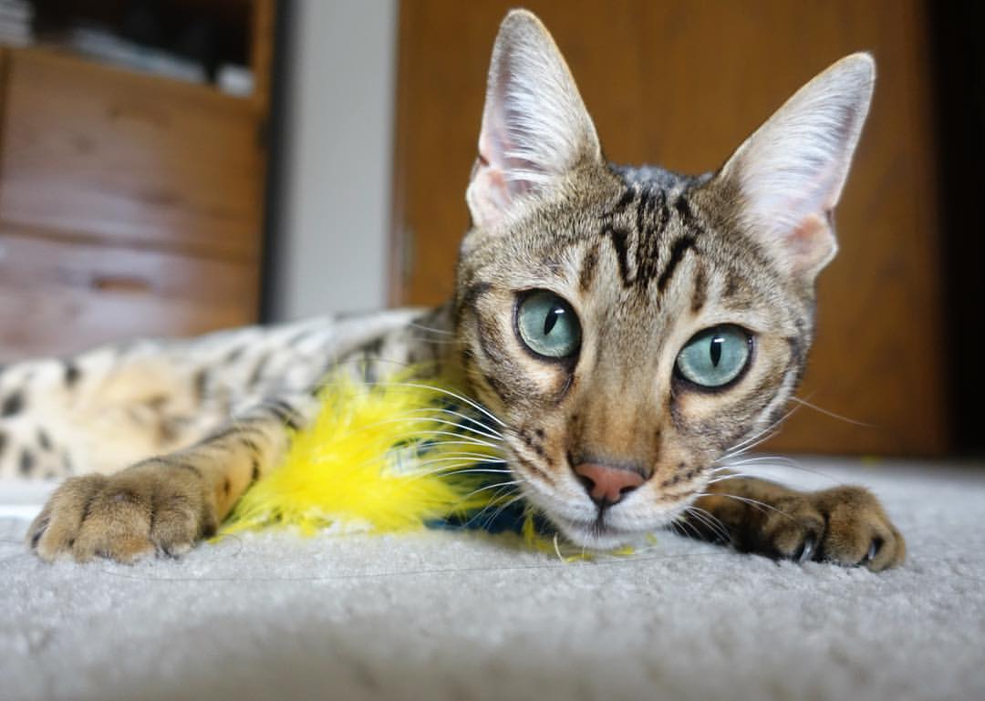 世界排名争夺战焦点战,上海队惊天逆转太阳,排名格局再掀波澜