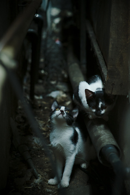 开云体育app-绿茵战争与希望，恩佐爆发背后的乌克兰足球启示录