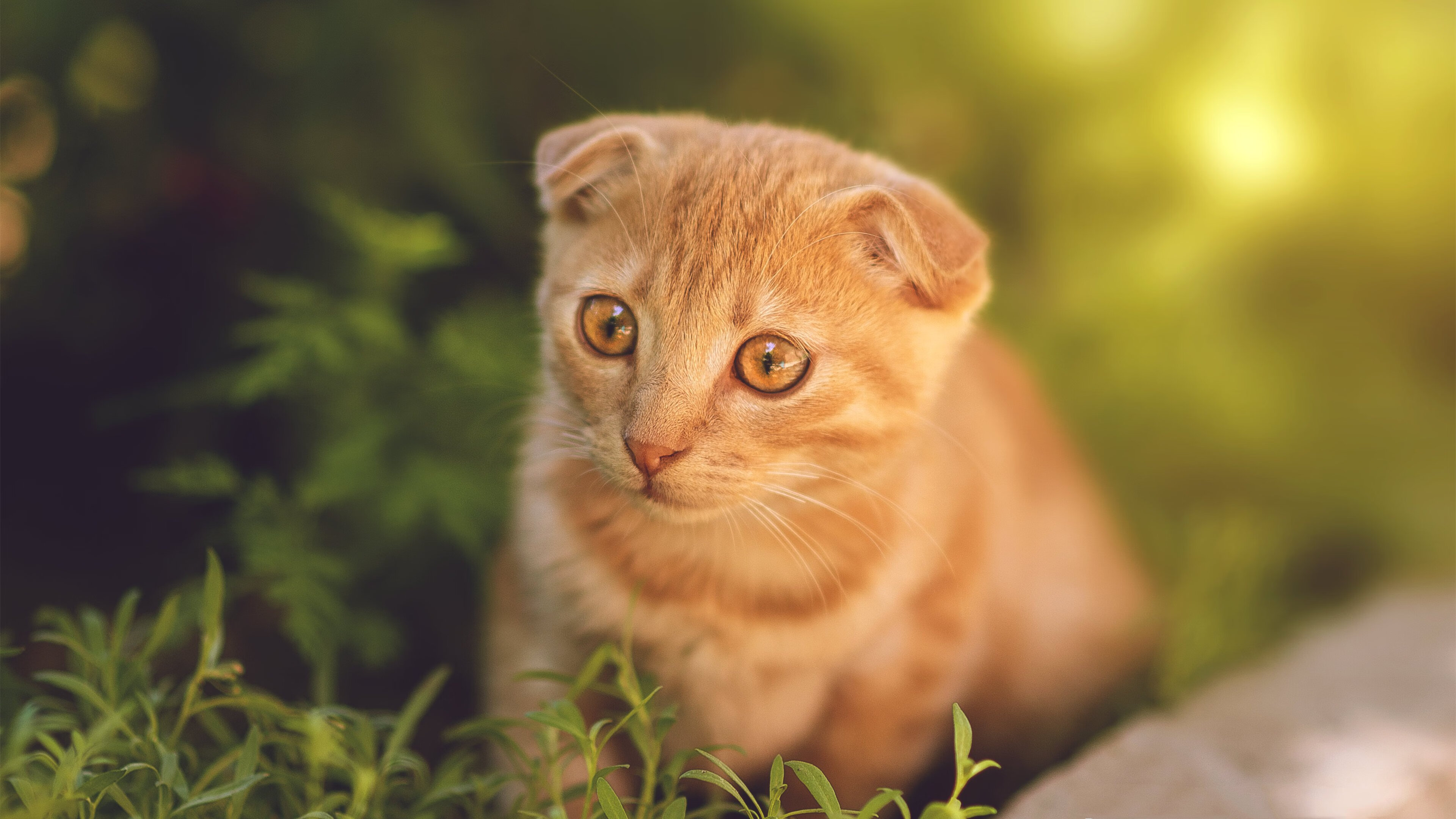 开云体育app-夜戏，迪巴拉一箭穿心，马赛绝境逆袭莱比锡红牛