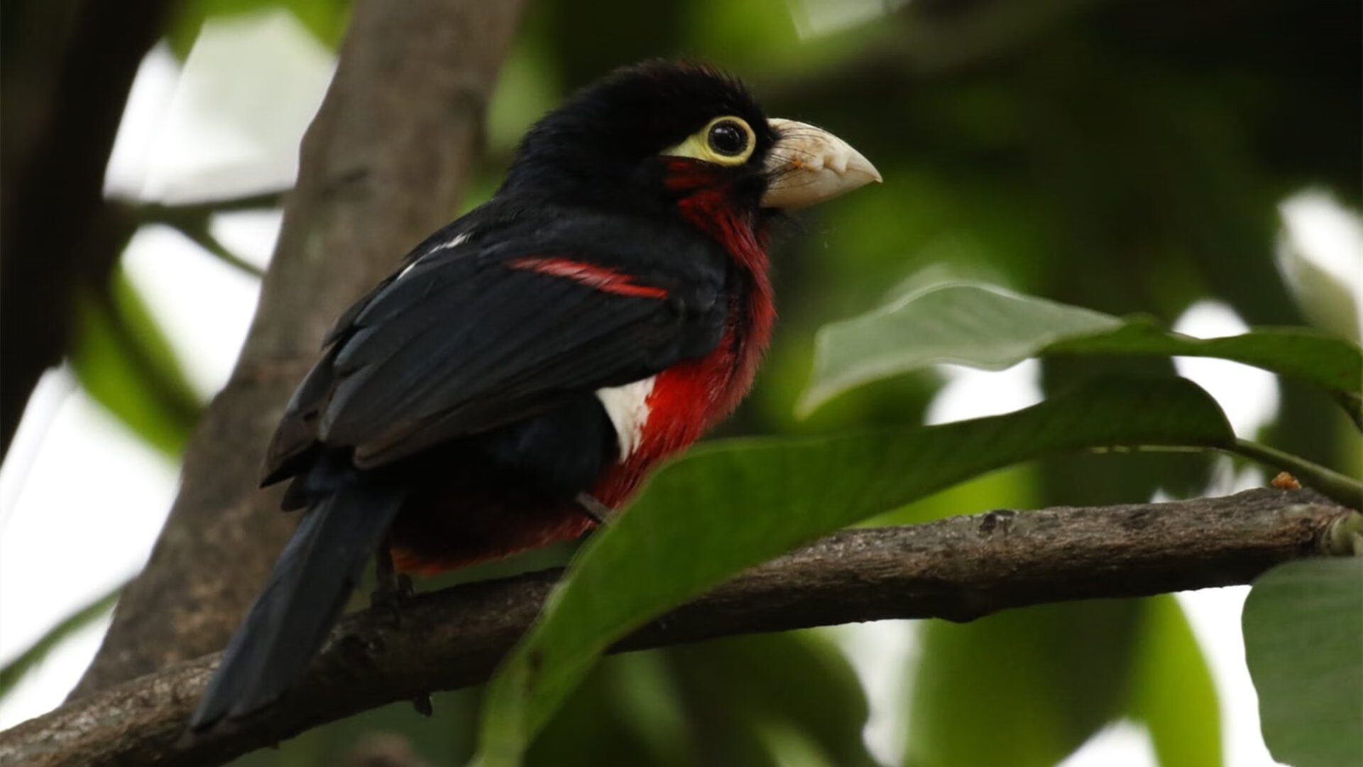 绝境突围卡塔尔！范戴克加时致命一击，勒沃库森续写神话