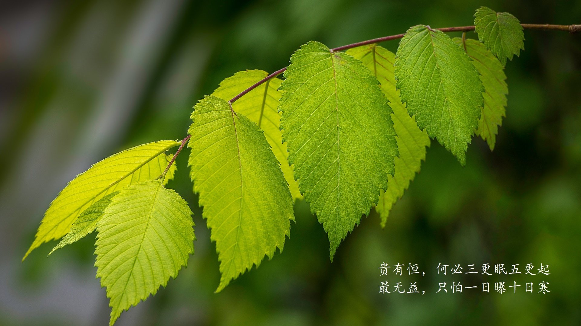 开云体育app-枫叶风暴席卷南美雄鹰，2026世界杯B组强强对话，加拿大大胜秘鲁，罗德里戈闪耀全场